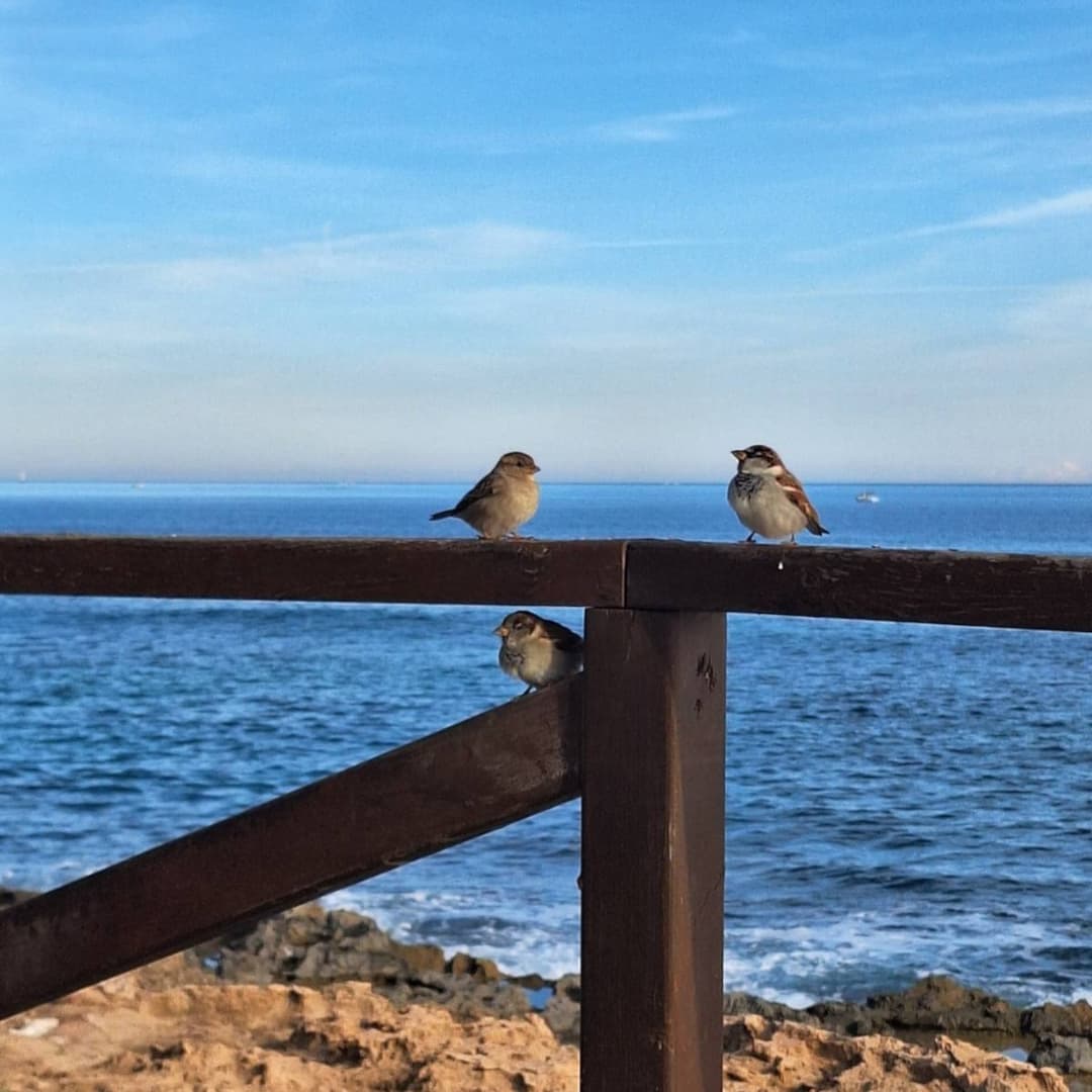Torrevieja 4